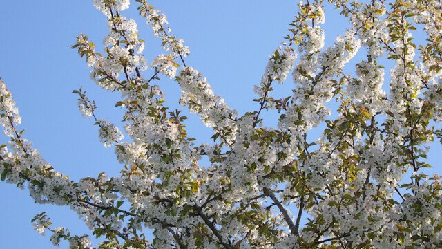 Kirschblüte