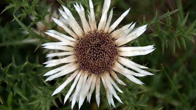 Silberdistel