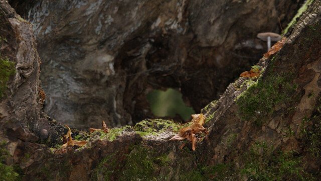 Baum