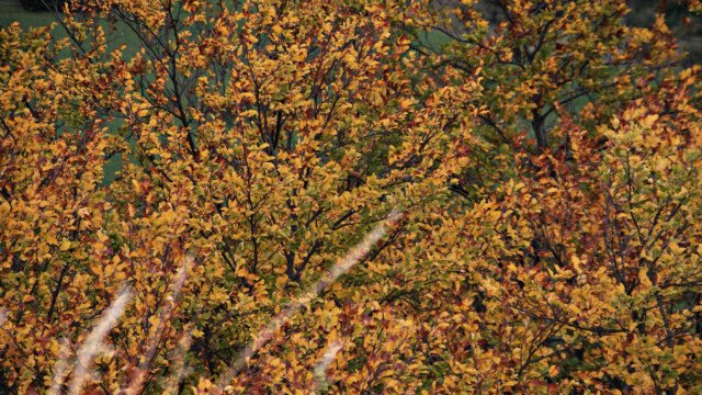 Herbst
