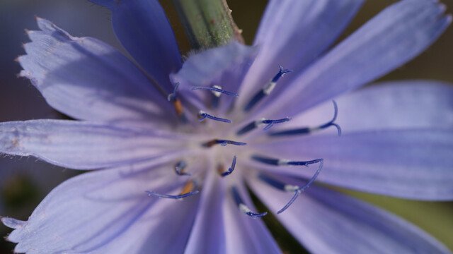 Blau