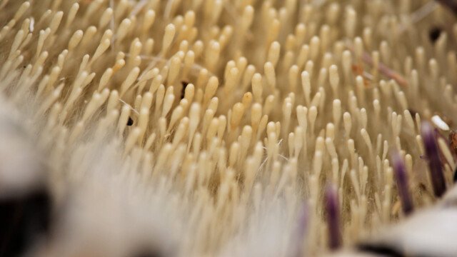 Silberdistel