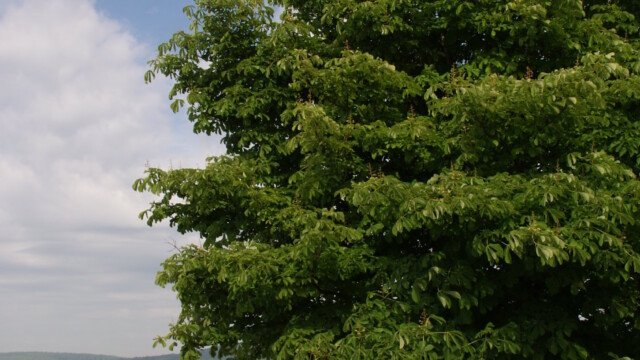 Baum