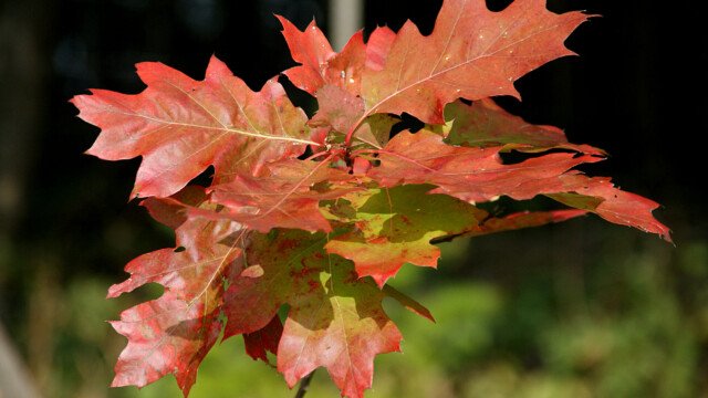 Herbst
