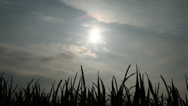 Mais im Gegenlicht