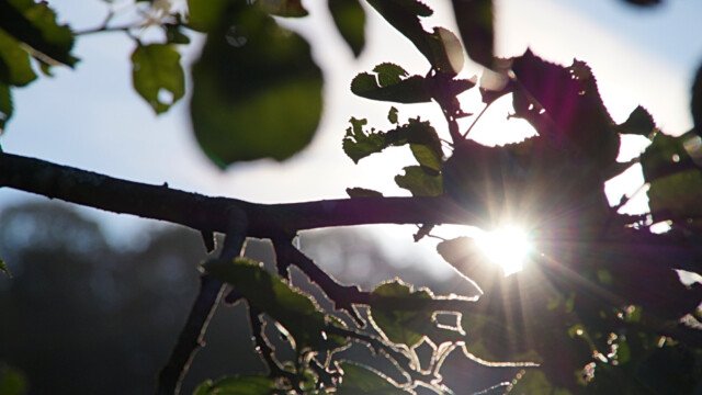 Gegenlicht