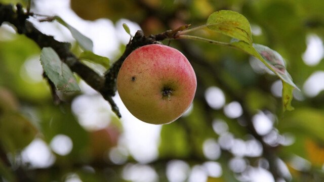 Einsamer Apfel
