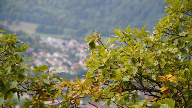 Laub