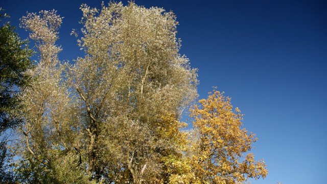 Silberpappel
