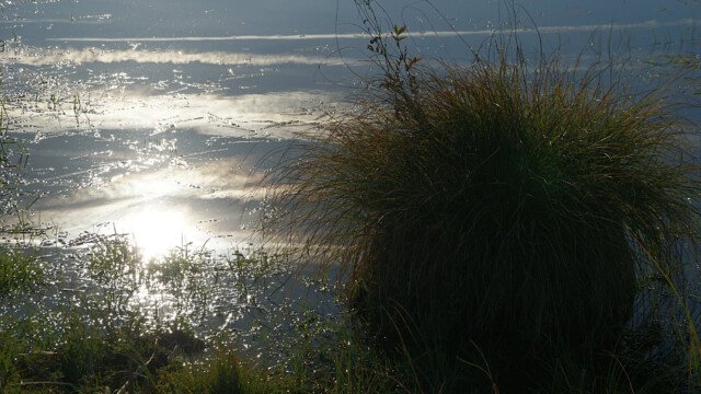 Vernässtes Moos