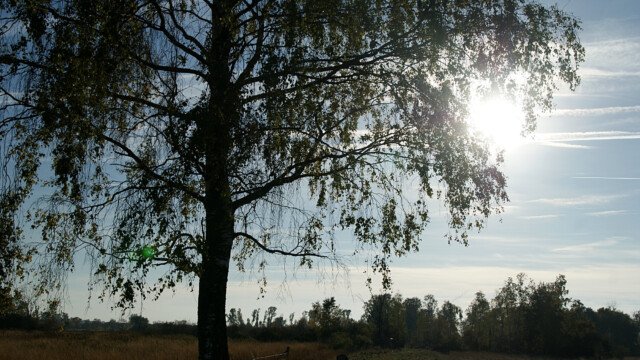 Birke