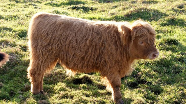 Schottische Hochlandrinder