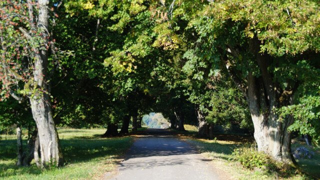 Allee