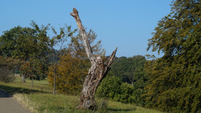 Knorrig