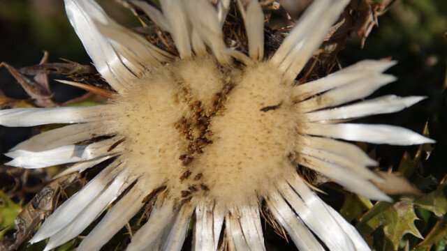 Silberdistel