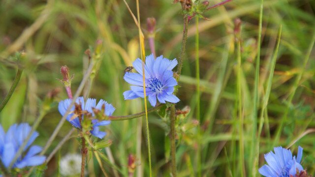 Kornblume