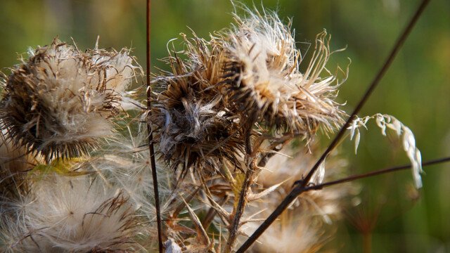 Distel