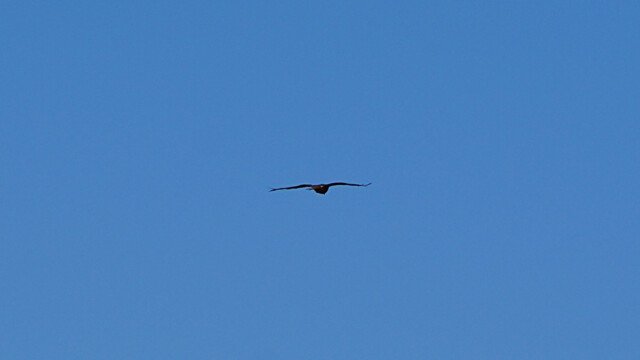Gleitflug
