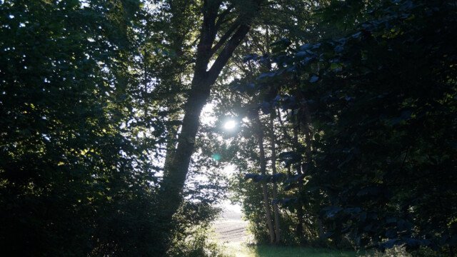 Gegenlicht