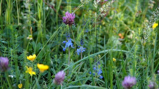Wiesenblumen