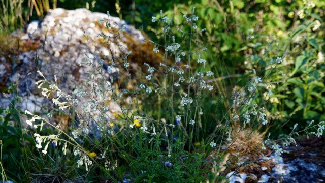 Wiesenblumen
