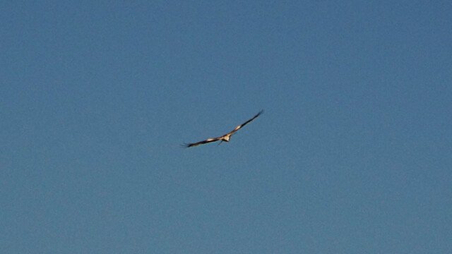 Gleitflug